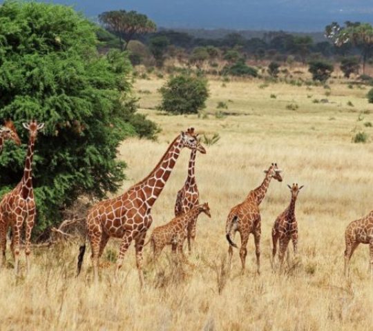 Aberdare National Park