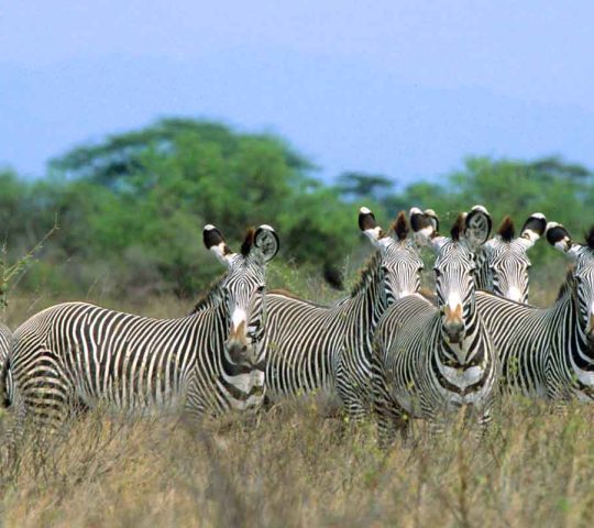 Meru and Kora National Parks