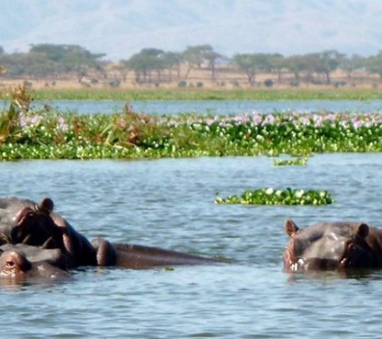 Lake Naivasha National Park