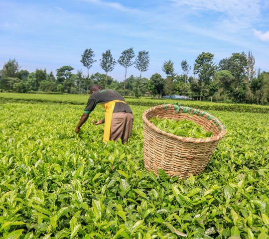 Agro-Tourism Tea Workshop in Nandi Hills