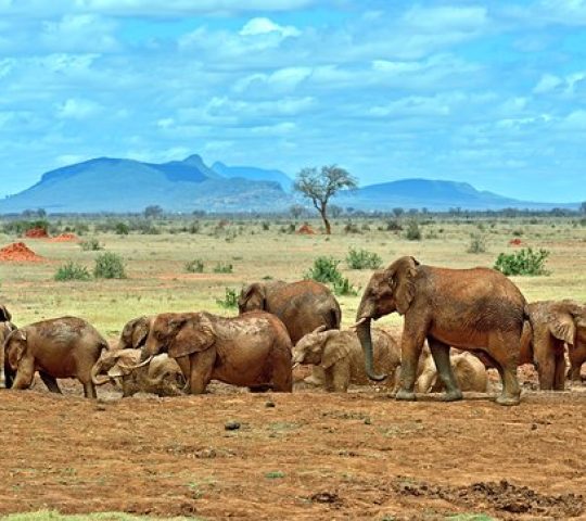 Tsavo National Park