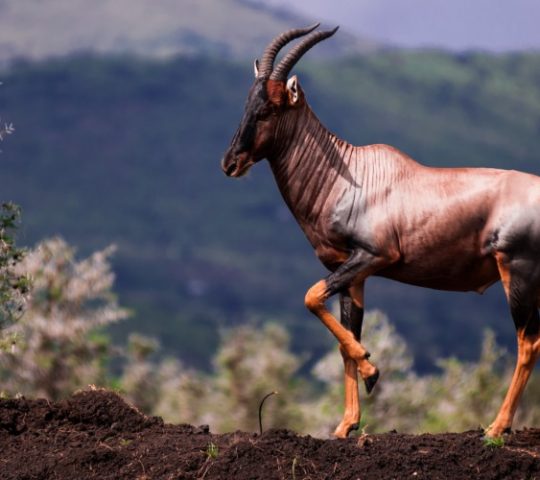 Ruma National Park