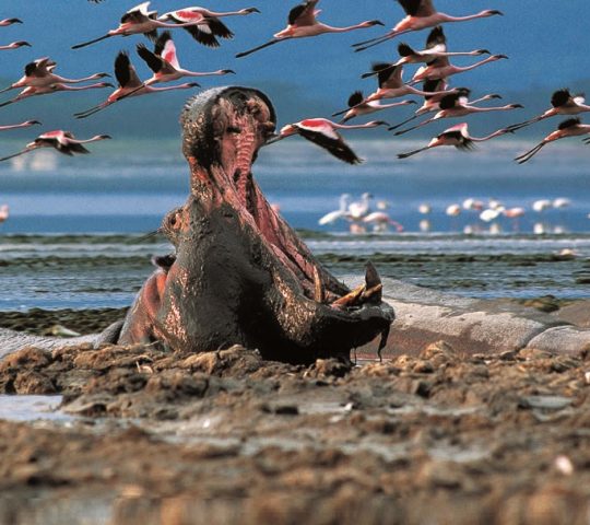 Lake Nakuru National Park