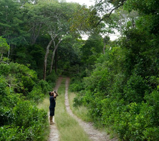 Arabuko Sokoke Forest Reserve