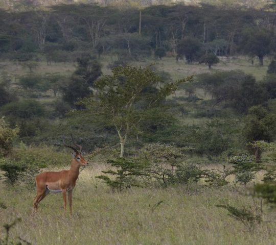 Maanzoni Sanctuary