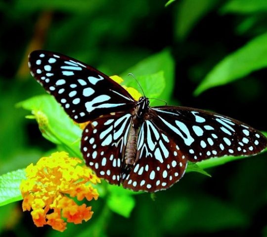 Kipepeo Butterfly House